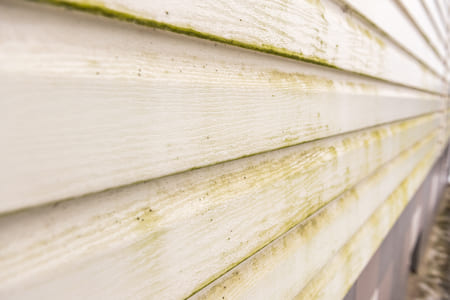 5 Steps to Prevent Mold and Mildew Growth During the Summer Thumbnail