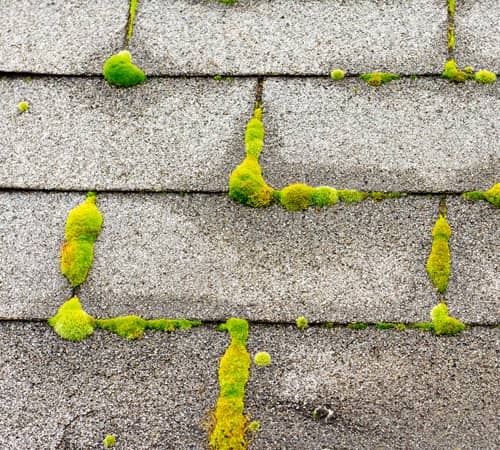 Moss & Algae Removal Image