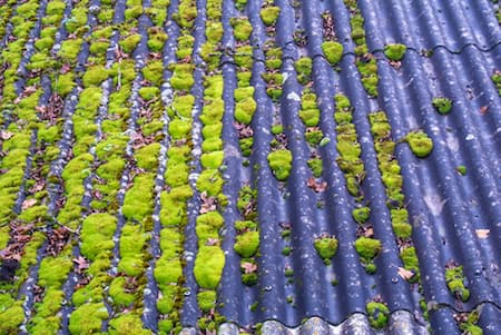 Moss & Algae Removal